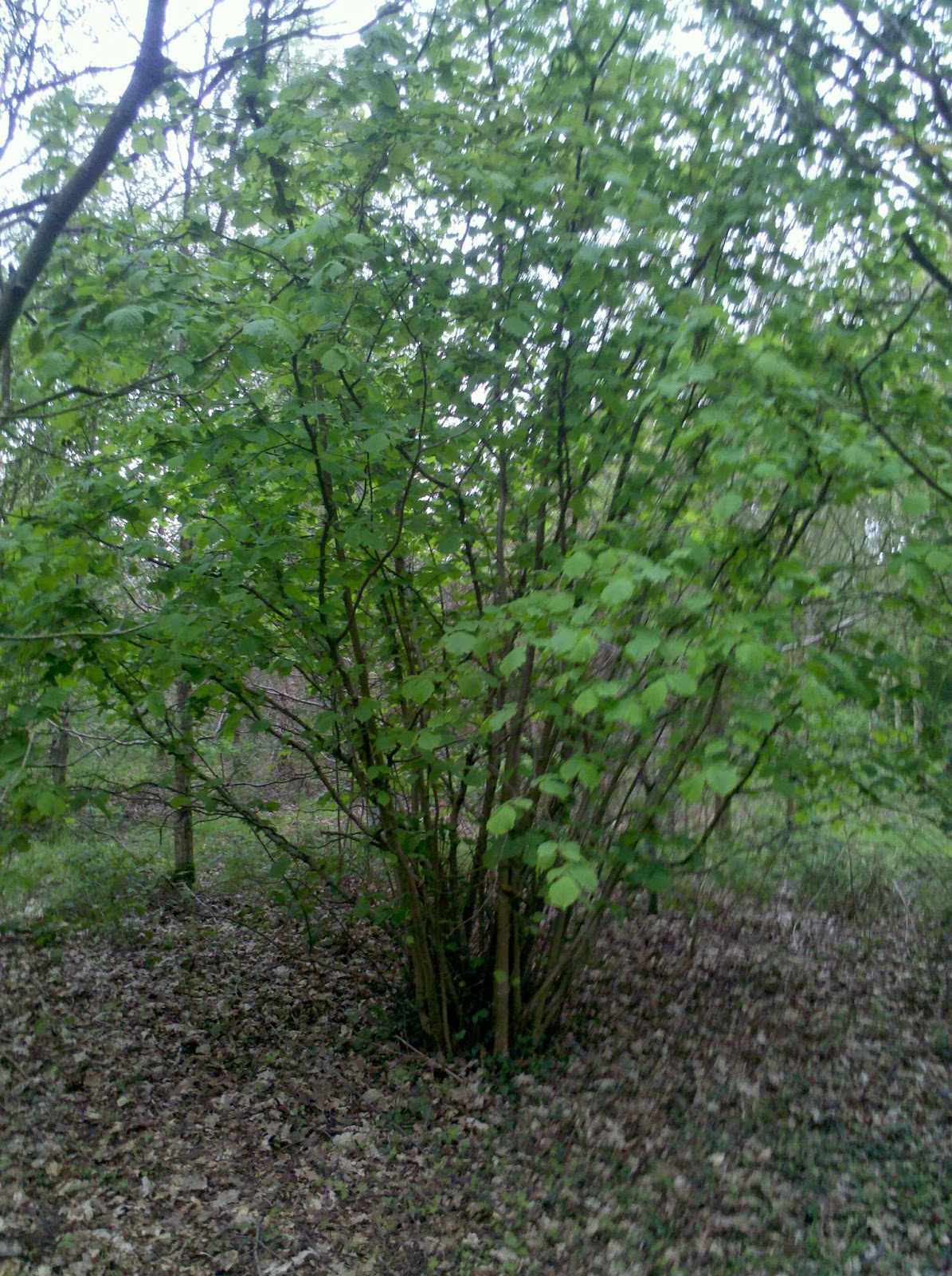 underwood the flexible hazel tree underwood the flexible hazel tree