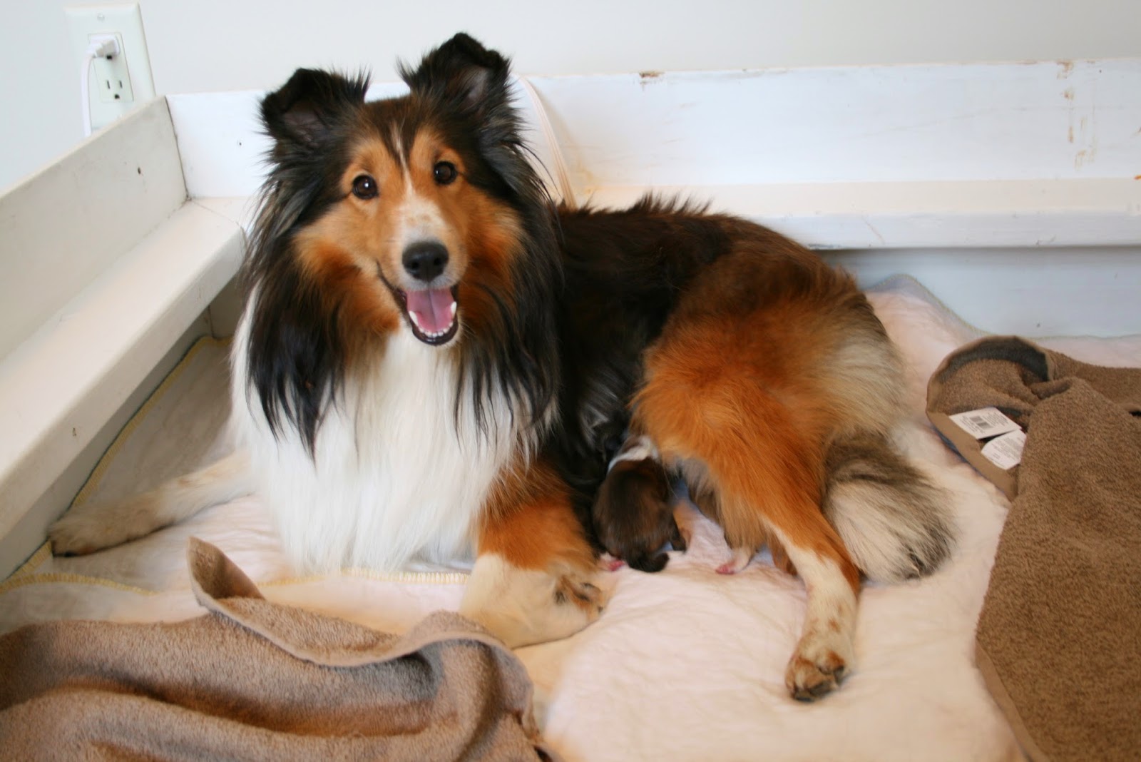 Hyper Hounds Shelties Puppies Have Arrived!