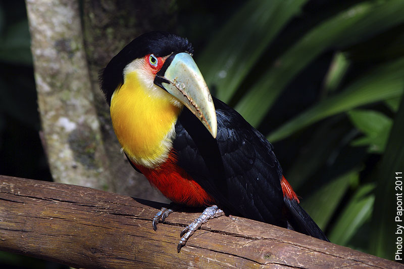 Птицы в фотографиях из путешествий