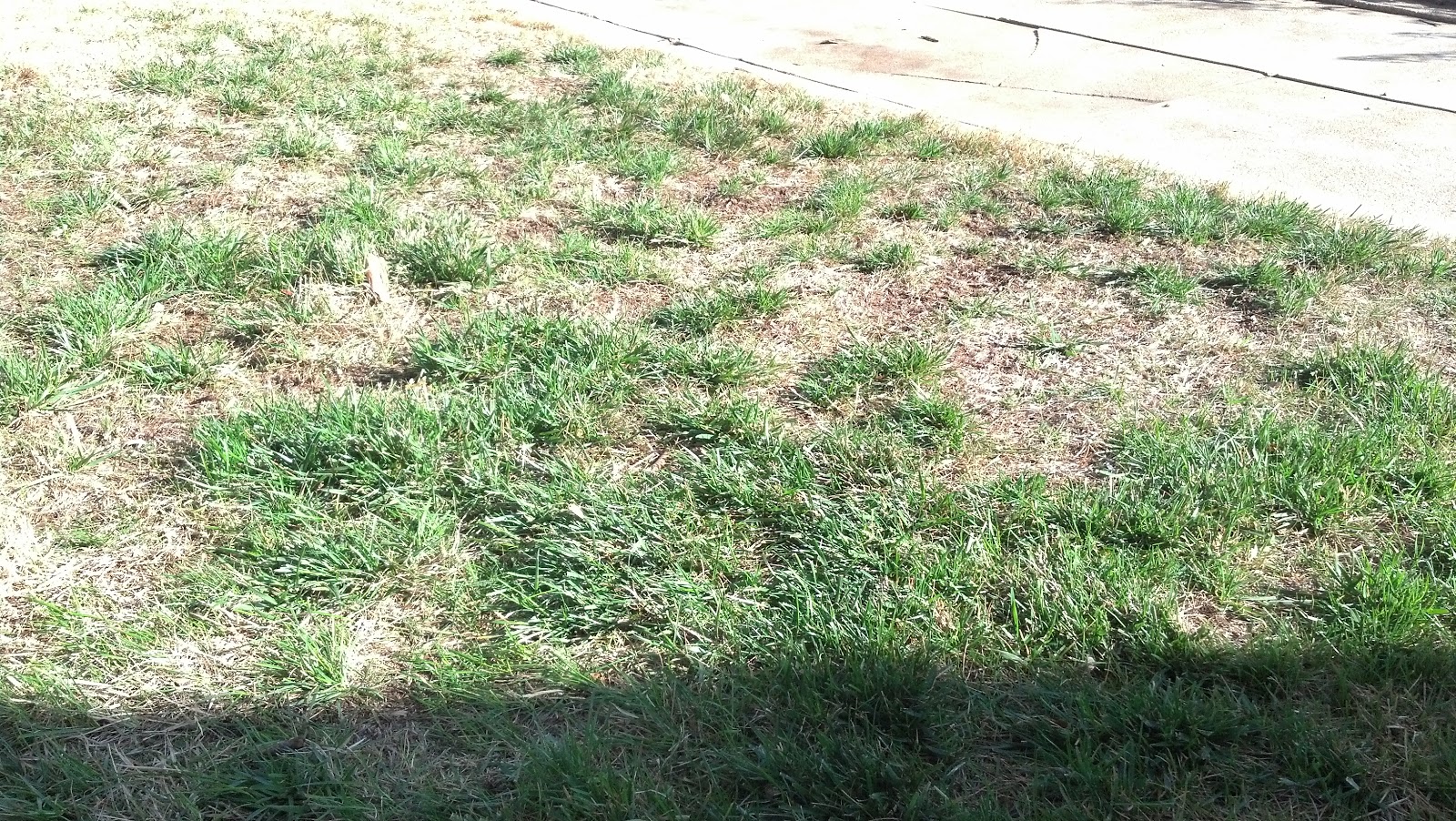 iaTURF REDDISH DISCOLORATION OF ZOYSIAGRASS LAWN