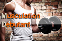 programme musculation débutant