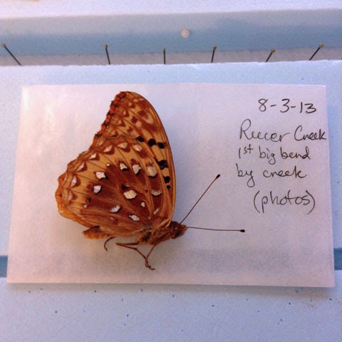 Northwest Butterflies Collecting Mounting Specimens