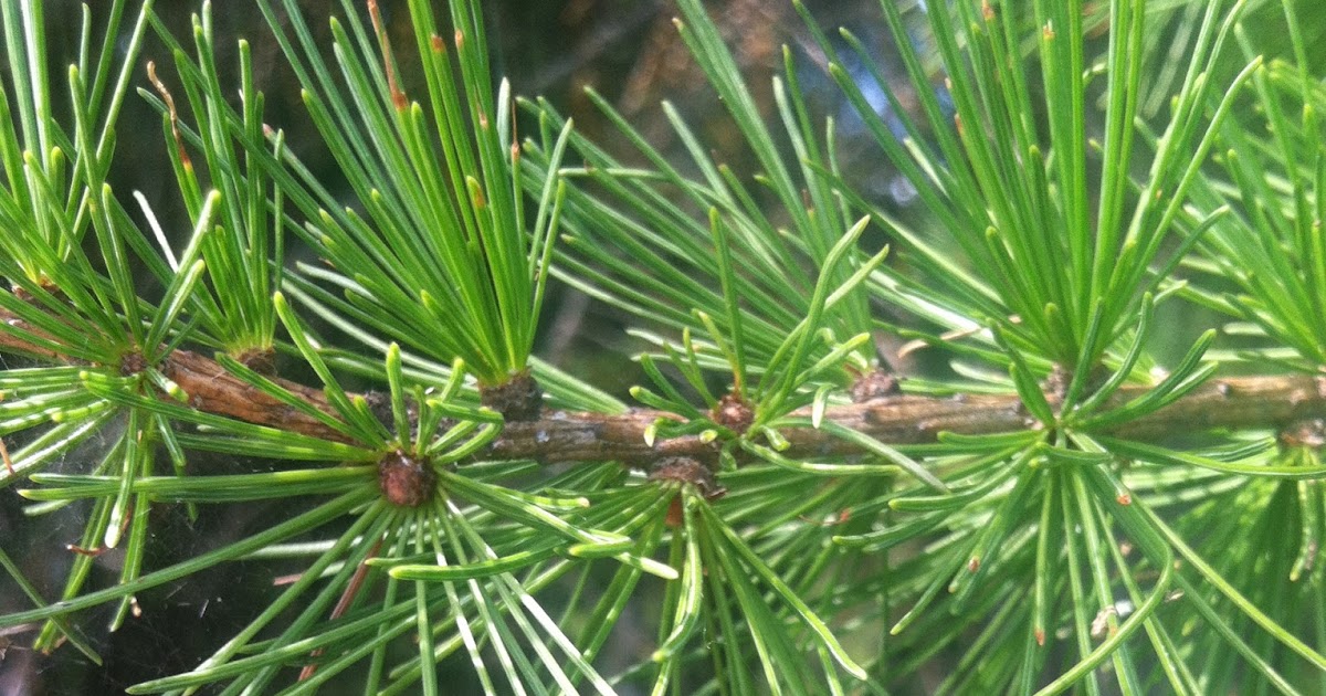 Ap Bio Summer Assignment Gymnosperm Leaf