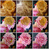 Rose Paintings - The Kiss & Serenity Rose, step by step process