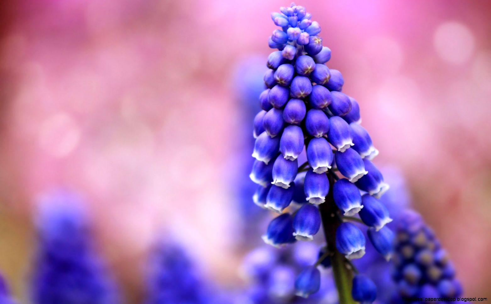muscari flowers close up hd wallpaper 1 muscari flowers close up hd wallpaper 1