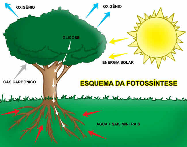 sistema de fotossíntese