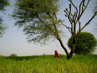 Nirvana Organic Farm, Rajasthan, India