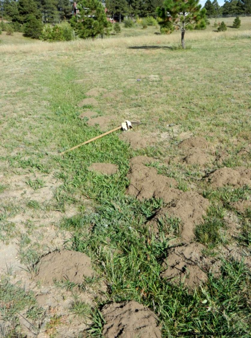 Wildlife Pest Control Alpine Animal Control Wildlife Pest Control Alpine Animal Control