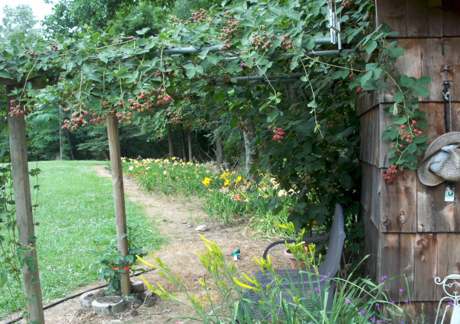 Designs by Birgit Crazy Easy Blackberry Cobbler