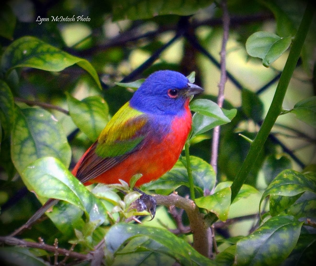 Painted Bunting