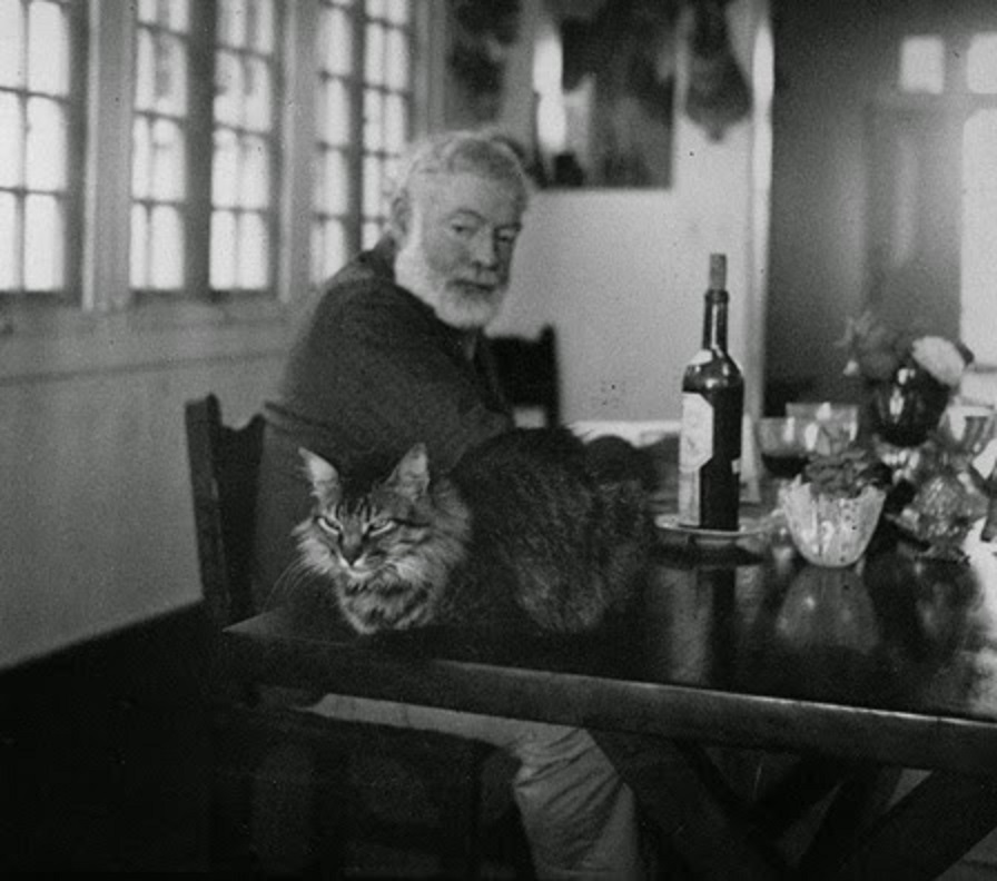 Hemingway looks at this cat Cristobal on a table in Finca Vigia.