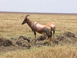 De lierantilope, topi of het basterdhartenbeest - niet te verwarren met het Liechtenstein hartenbeest - is een algemene soort antilope, behorende tot de koeantilopen.