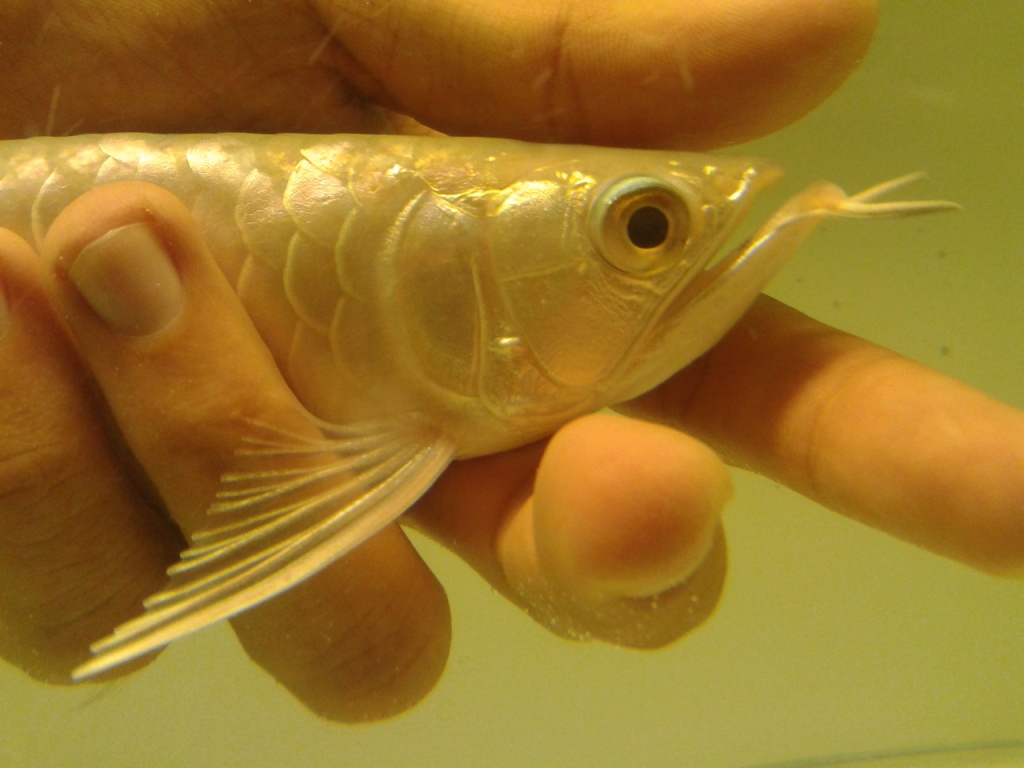 AROWANA.COM