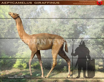 extinct camelidae Aepycamelus