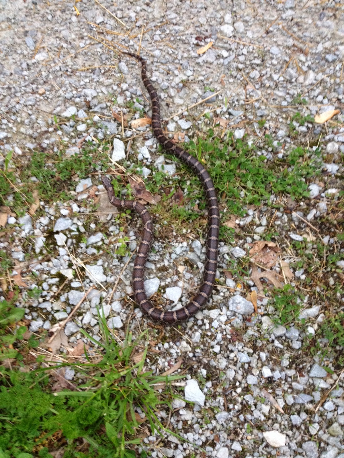 little country house Strawberries, Snakes And Puppies