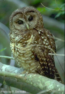 spotted owl