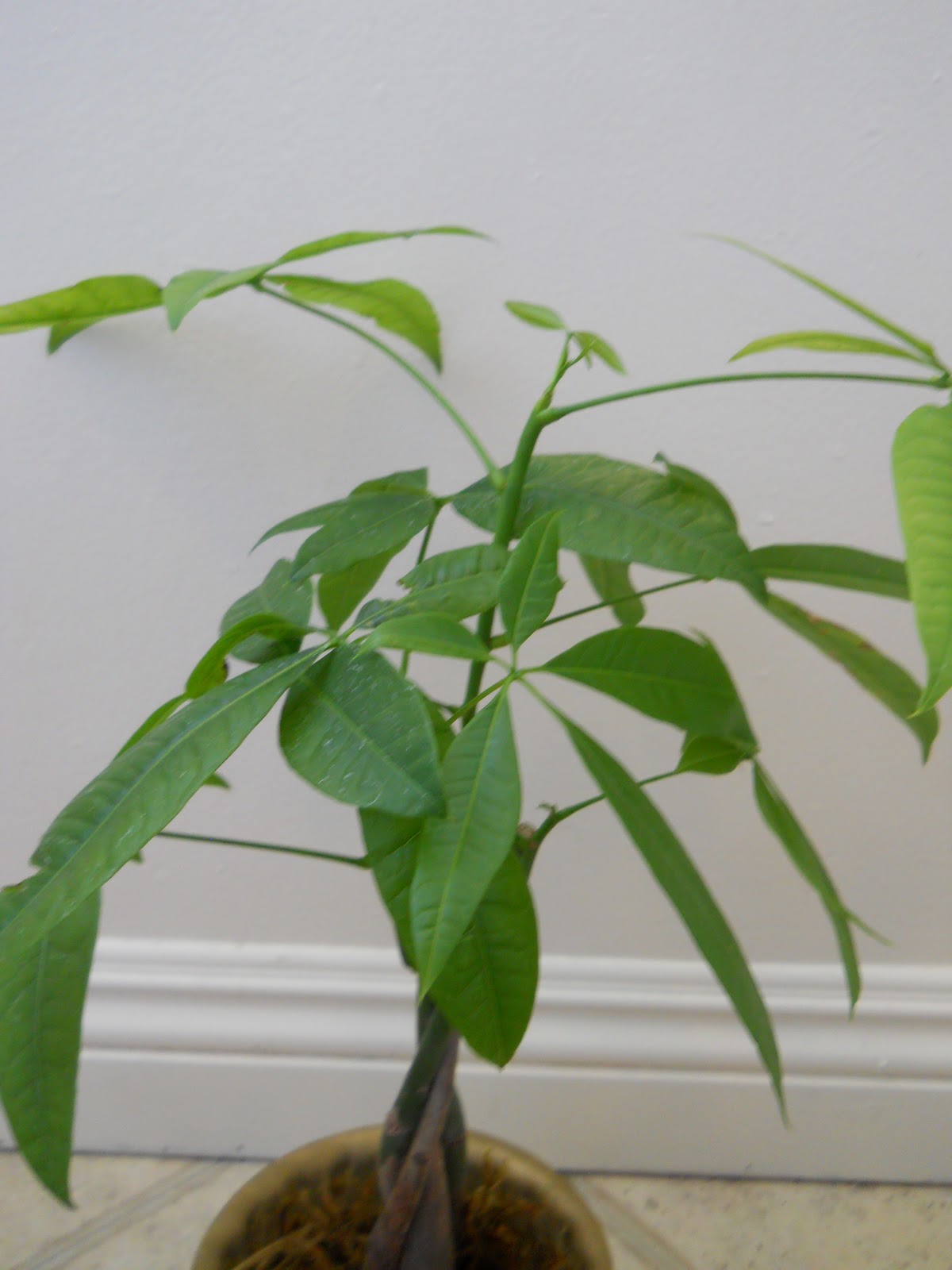 Vintage Plant Collection