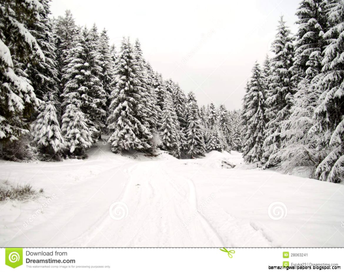 Winter Pine Forest Background Stock Image Image 28063241 Winter Pine Forest Background Stock Image Image 28063241
