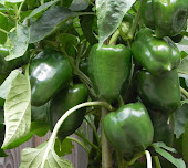 Groene paprika