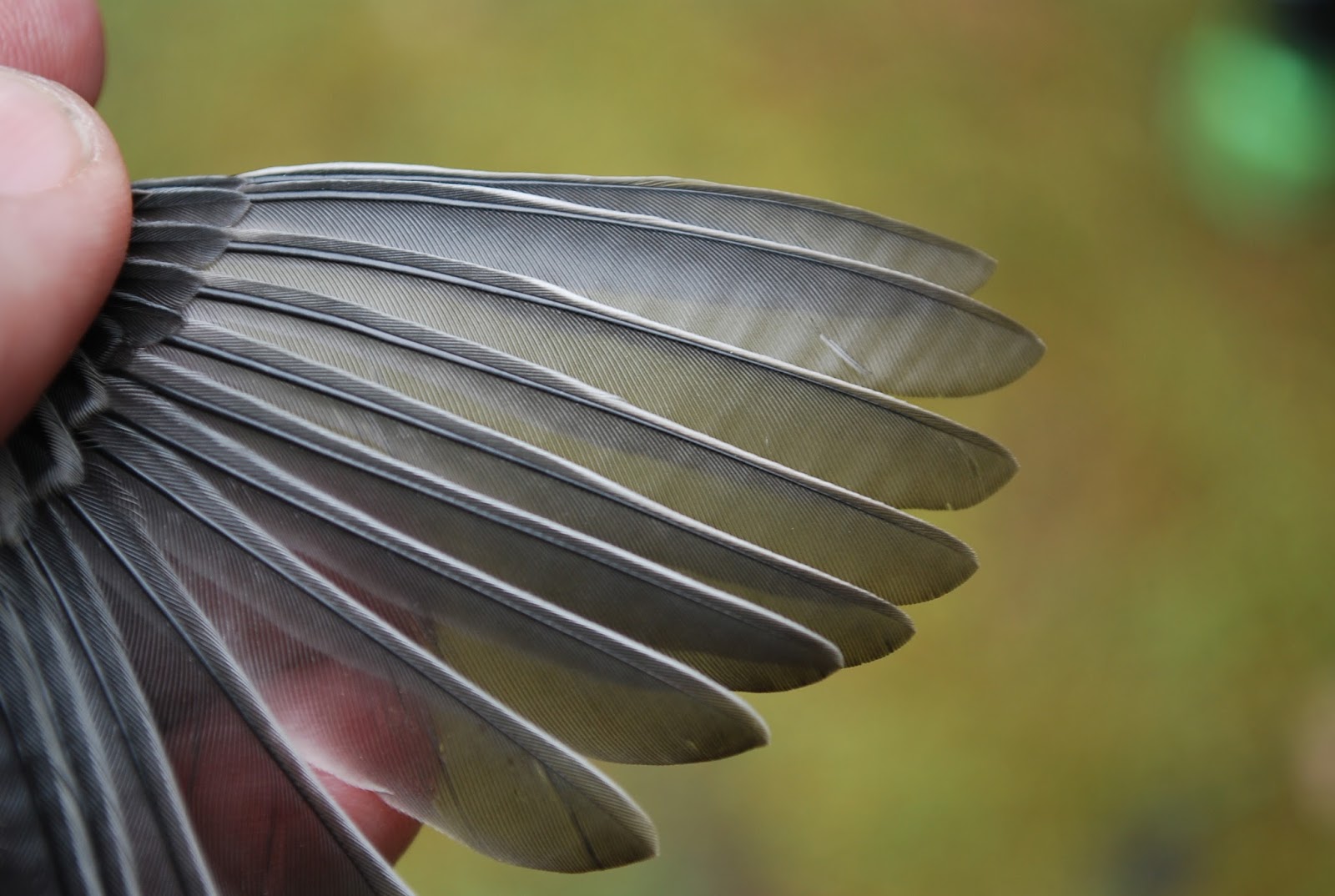 Minnesota Birdnerd Feather Molt and Energy