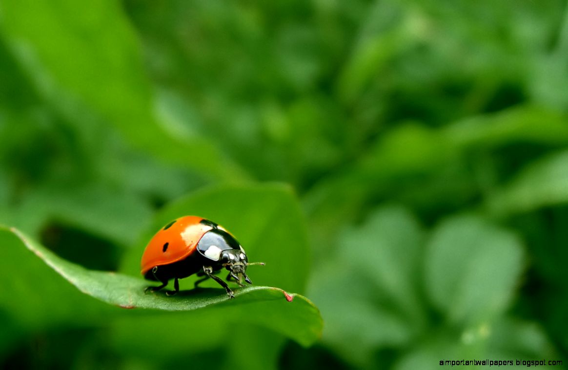 Kids n fun Wallpaper Lieveheersbeestje Kids n fun Wallpaper Lieveheersbeestje