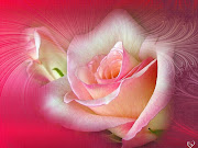 Pink Roses Pictures (pink roses )