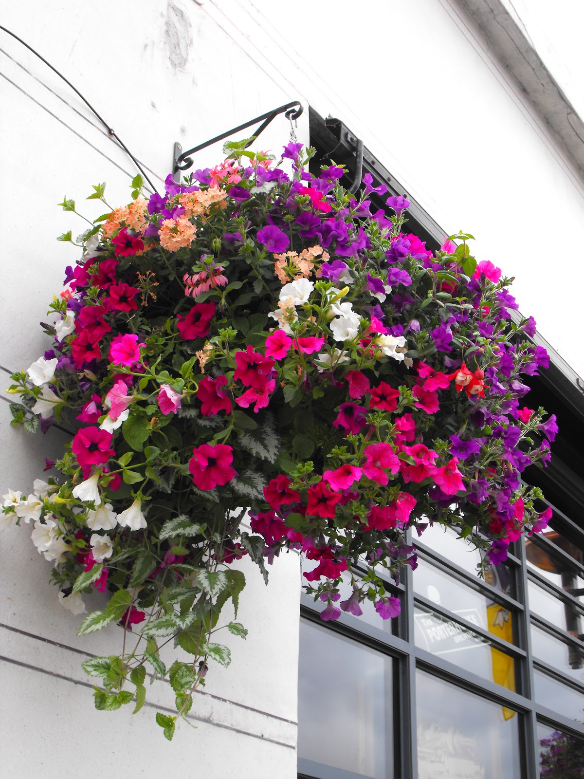 Granny Gaules Garden Summer Hanging Baskets