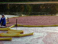 Cranberry Bog