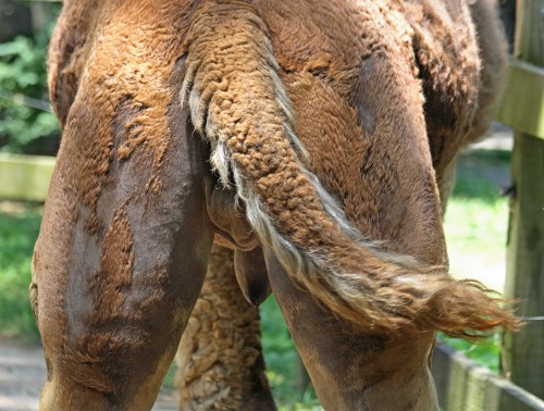 Search. camel porn Very Sexy 32 Year Old IG Model Josie Montalvo Alanis @Josie.Mont.