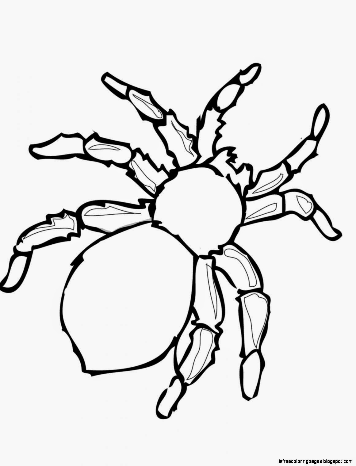 Spiders Coloring Webpages Cost-free Coloring Internet pages graphic regarding Printable Spiders known as Spiders Coloring Web pages Free of charge Coloring Webpages