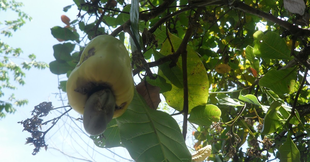 JFarm Using Cashew to Cure Diseases