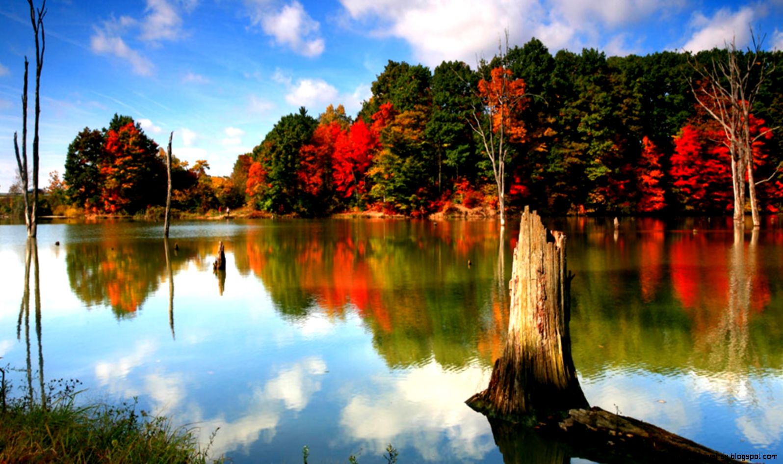 Free Animal Fall Wallpaper WallpaperSafari Free Animal Fall Wallpaper WallpaperSafari