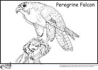 peregrine falcon coloring pages