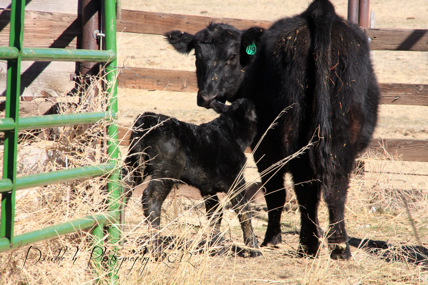 Double H Photography Pulling a Calf