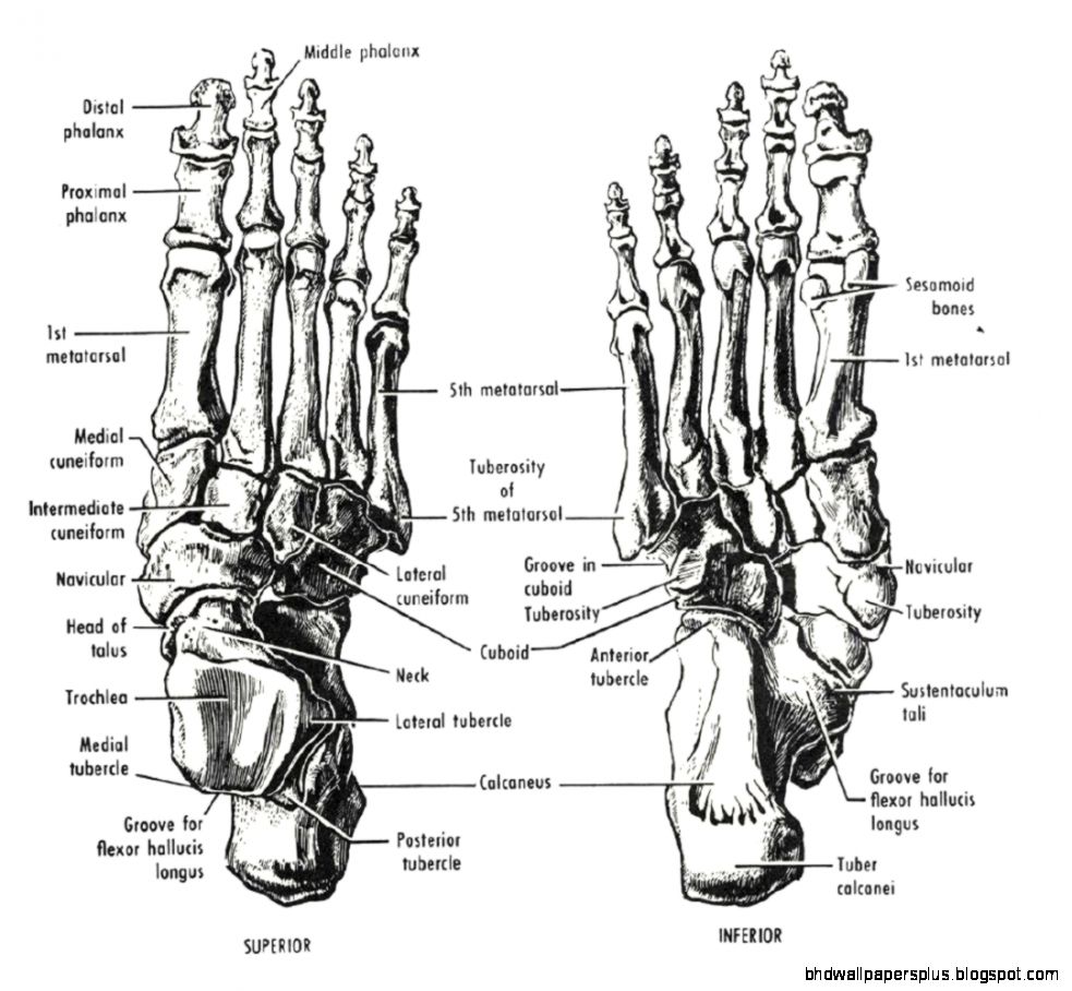 Bones Foot Bones Anatomy on Bones Foot Bones Anatomy on