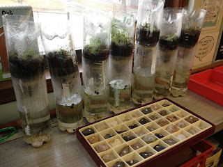 There are 7 ecocolumns in this image sitting on a windowsill.