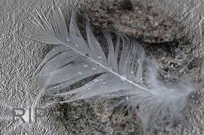 White feather on grave