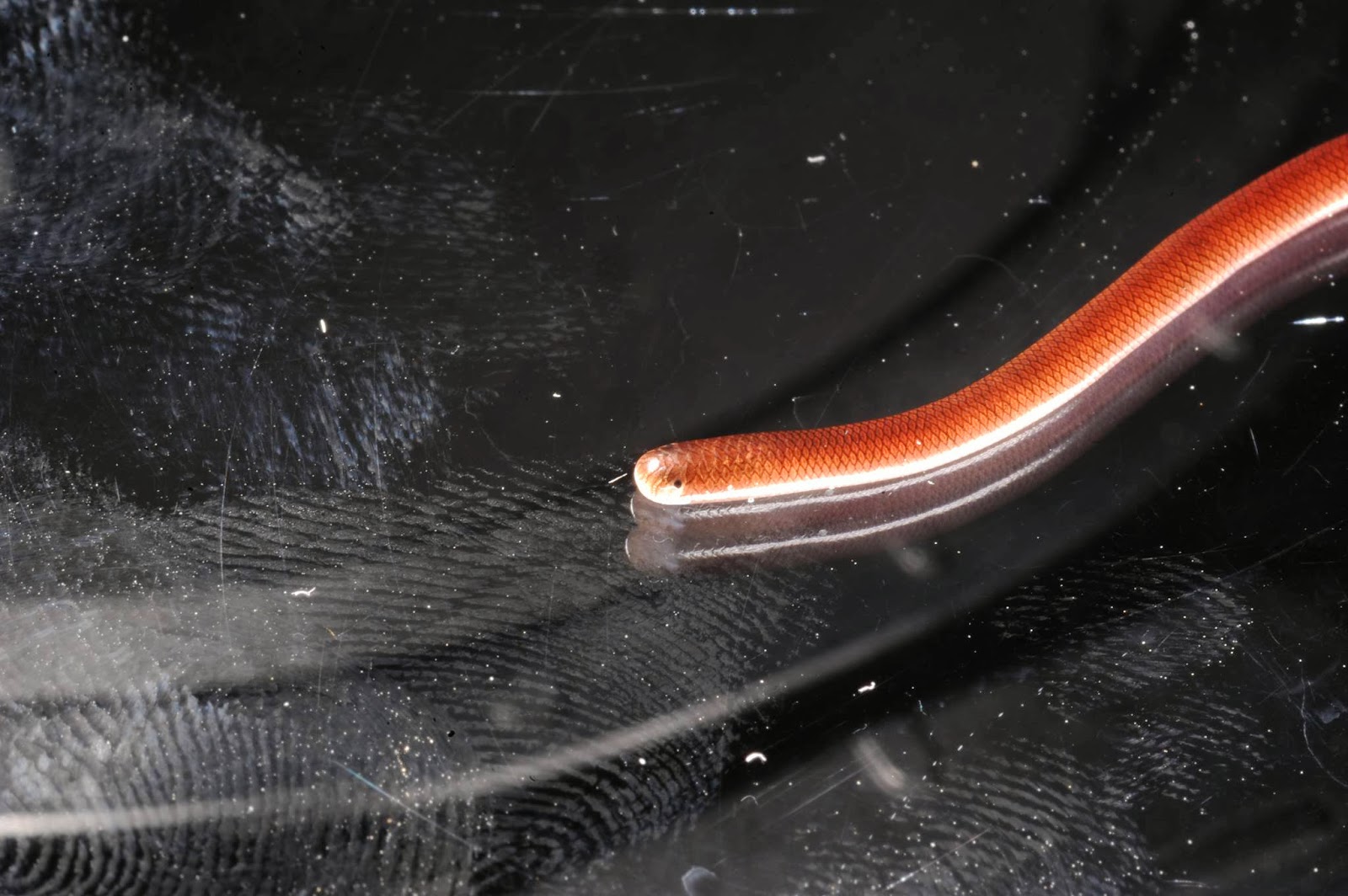 Anfíbios & Répteis Ramphotyphlops braminus