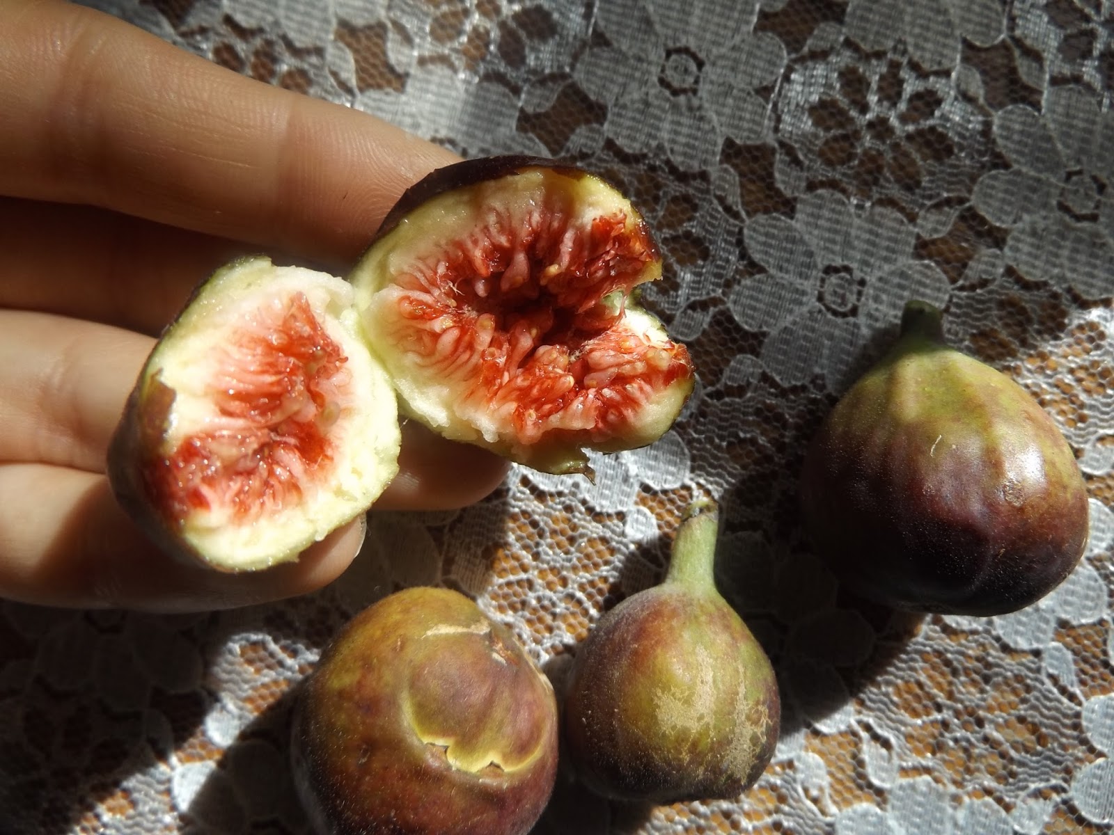 Harvesting Figs in October (Zone 6) Gardening Forums