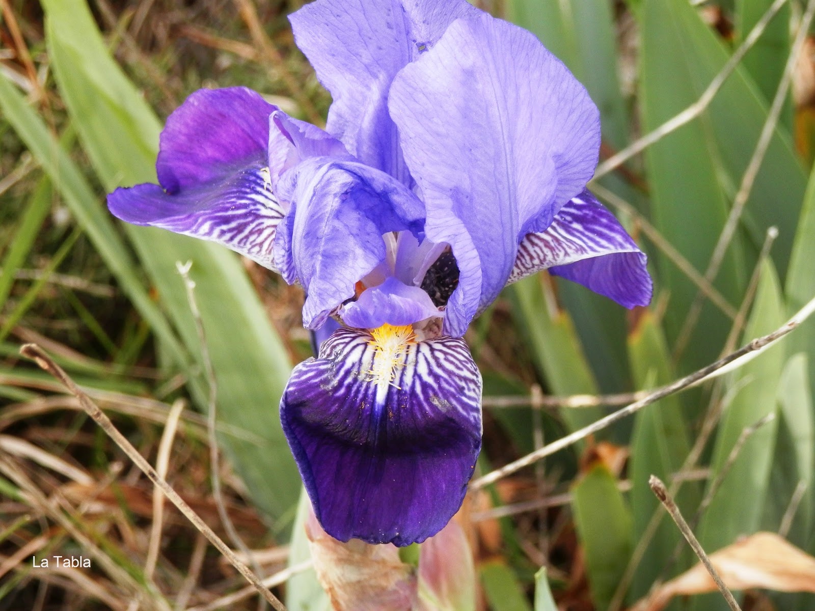 Lirios azules