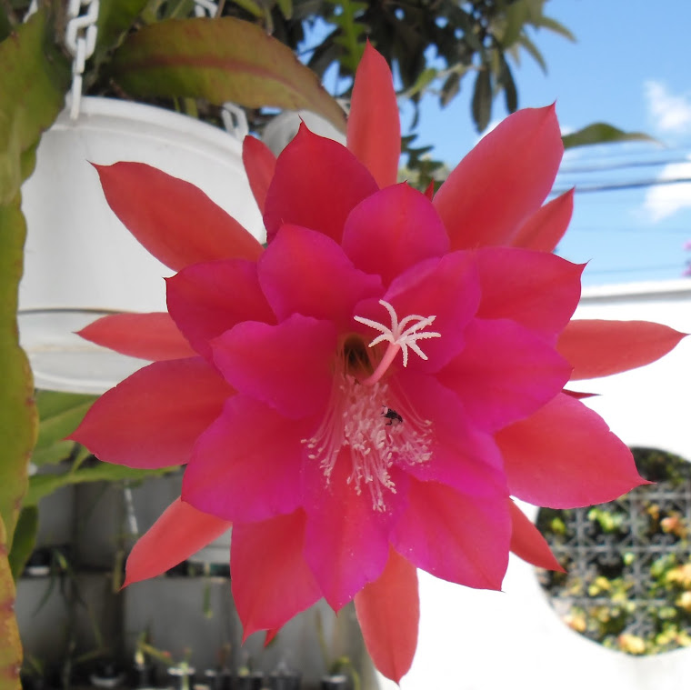 Cactus orquídea Epiphyllum vermelha c/lilás