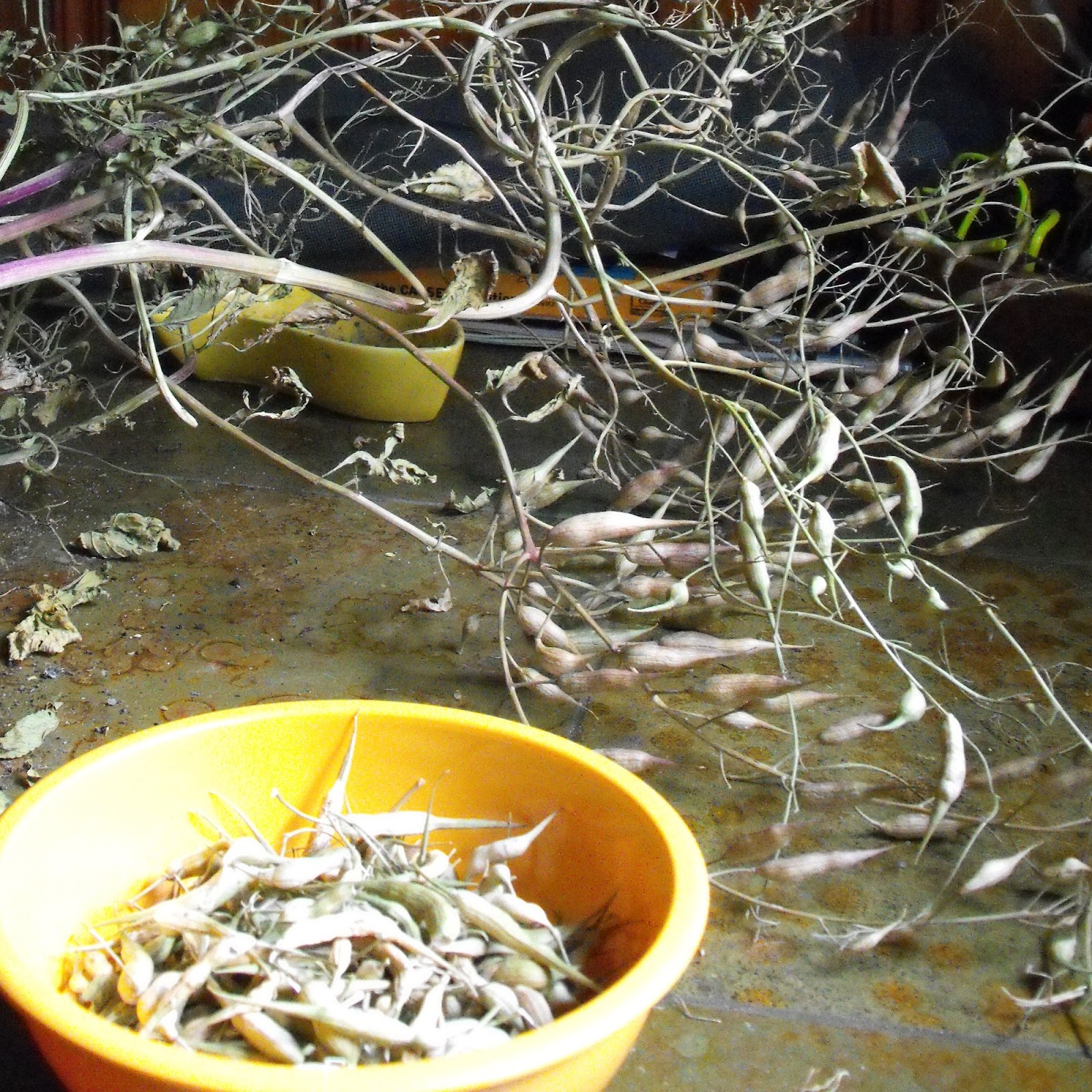 RAYGUNOMICS Harvesting Radish Seeds