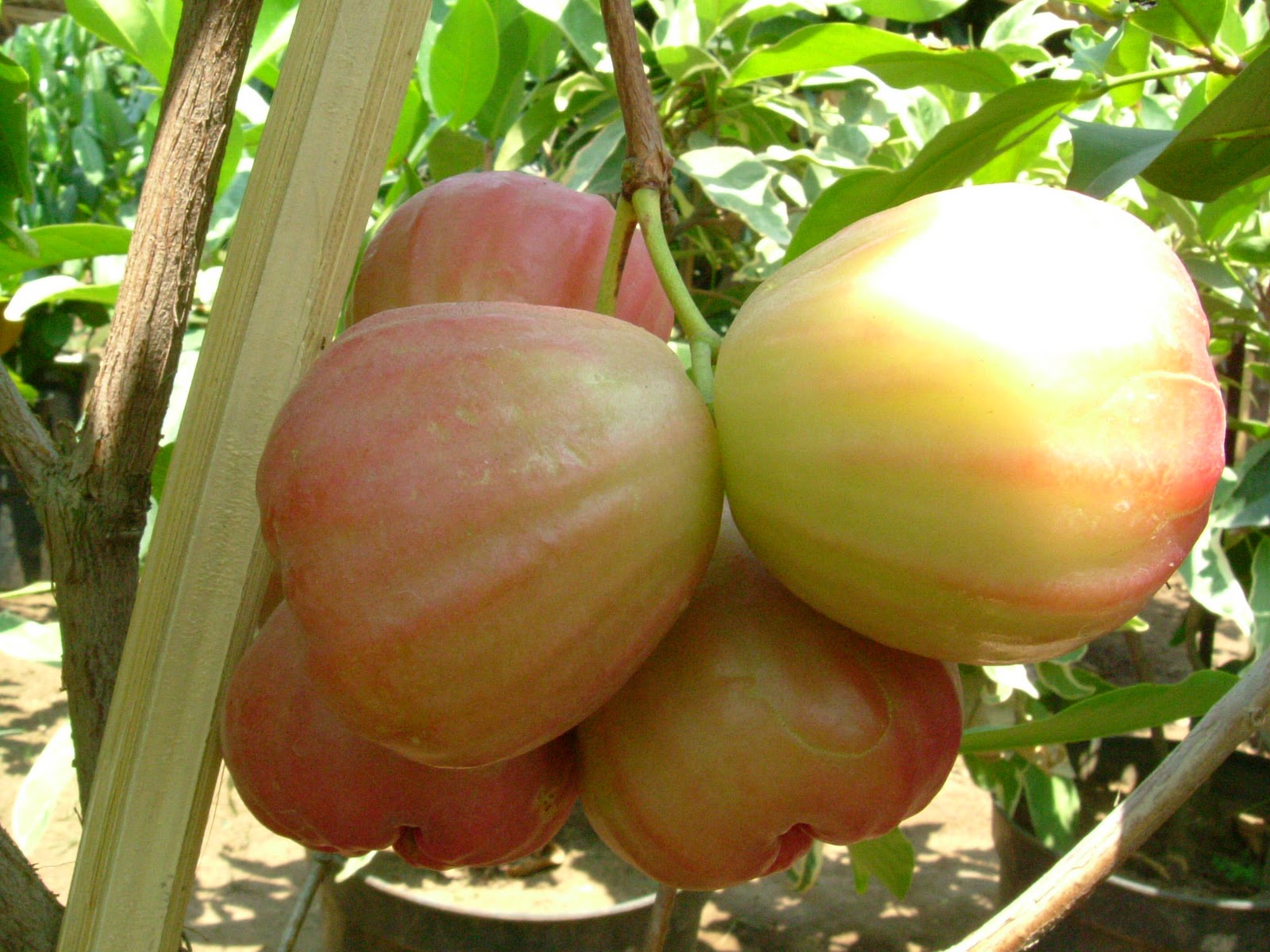 Bibit Buah Bunton Malang: Macam - macam Jambu Air
