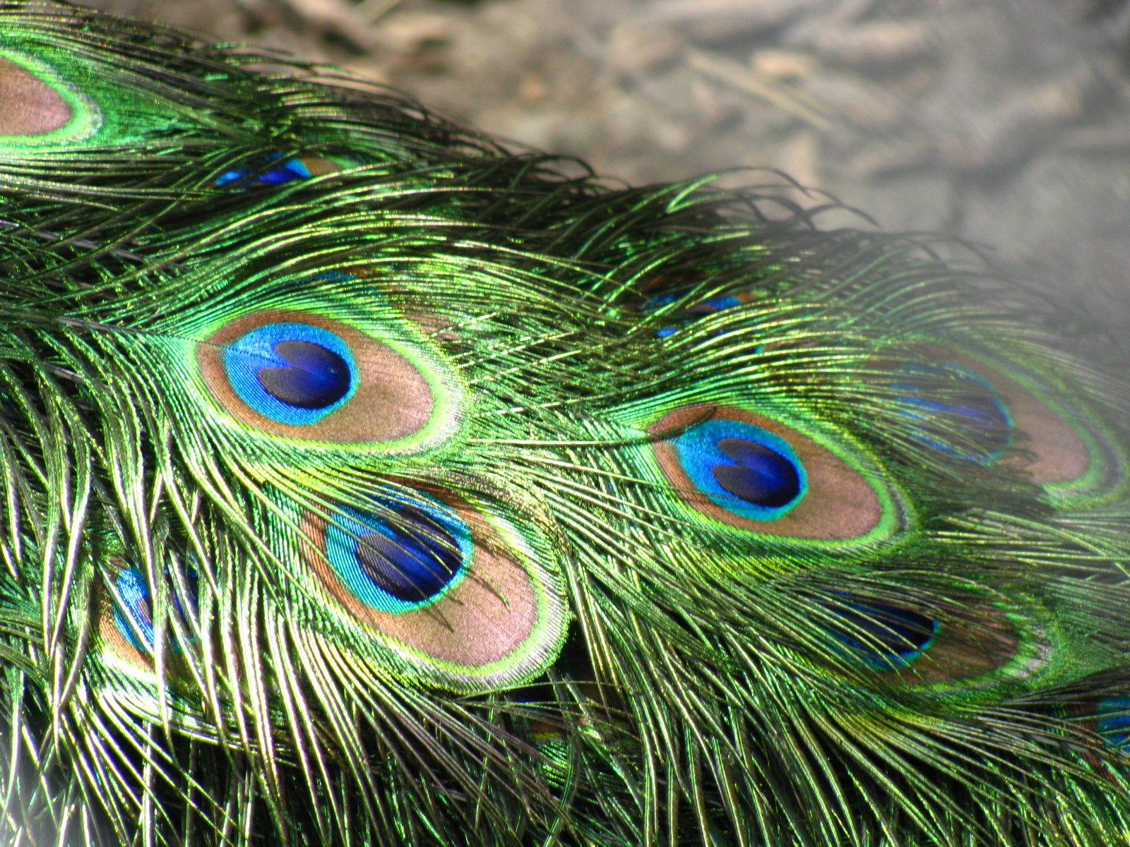 Peacock Feather - Best Animals