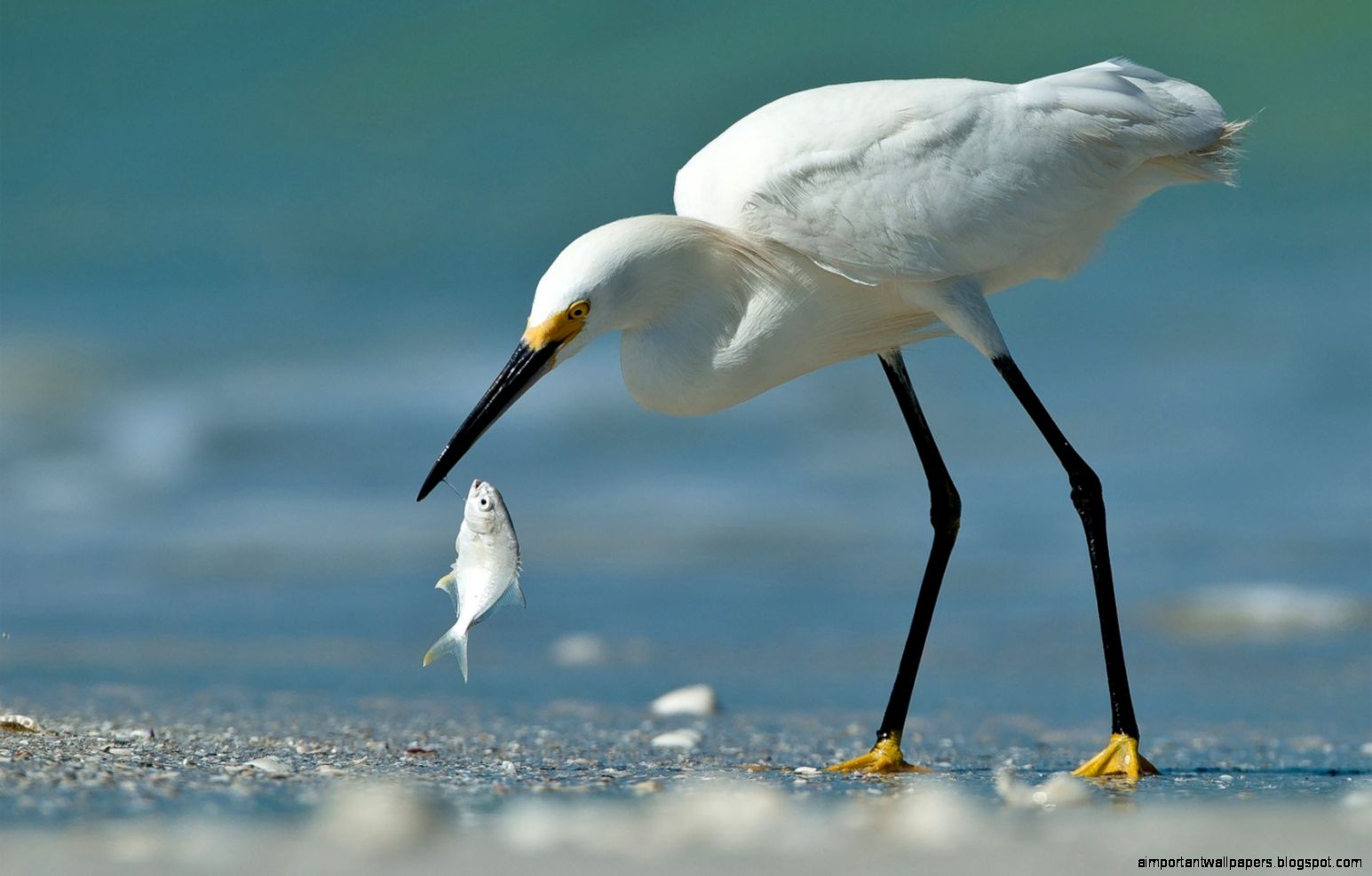 Beach Bird Egret Fish Hd Wallpaper HD Wallpapers Beach Bird Egret Fish Hd Wallpaper HD Wallpapers