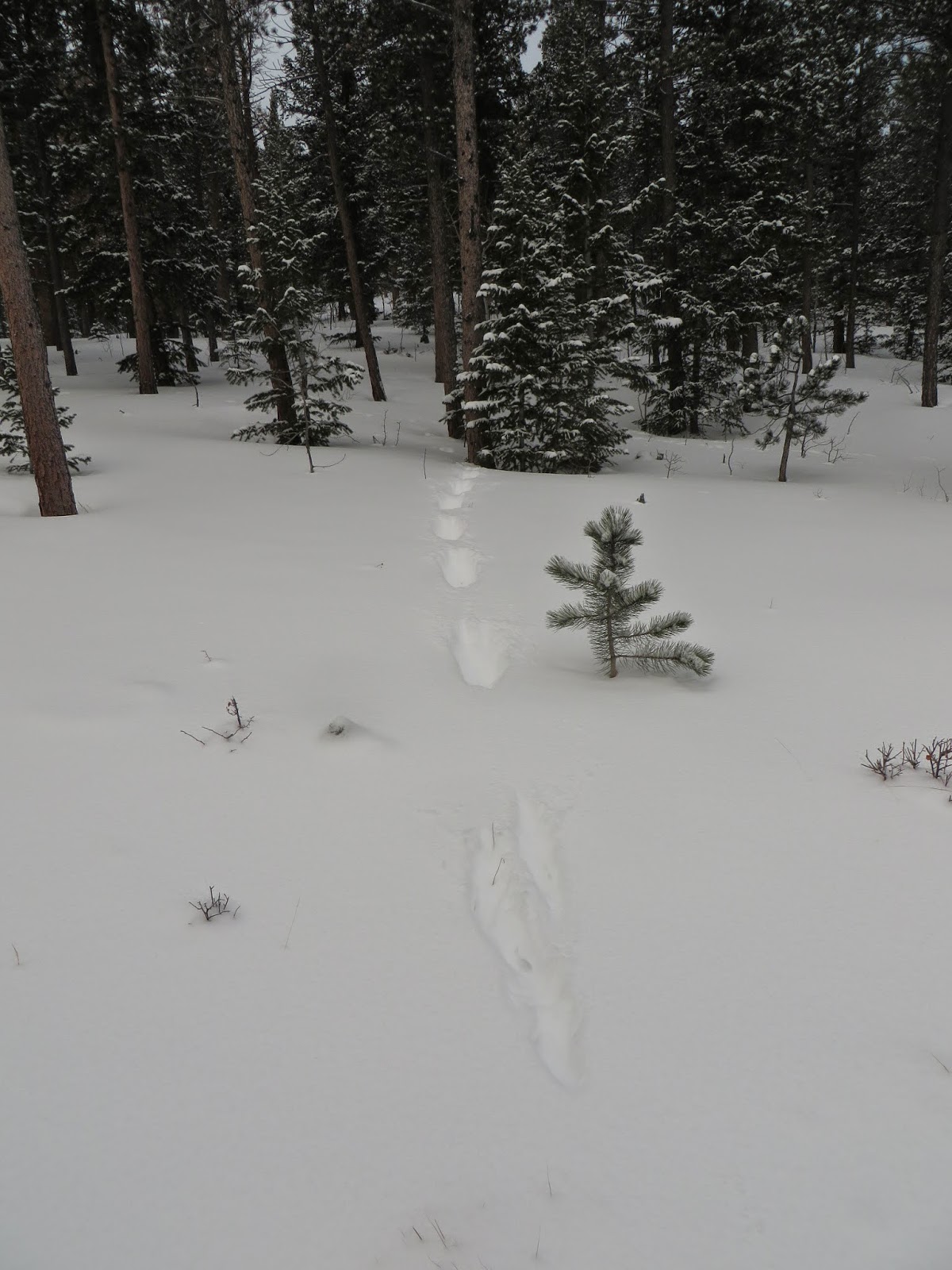A Colorado Hunter's Life Coyote Tracks