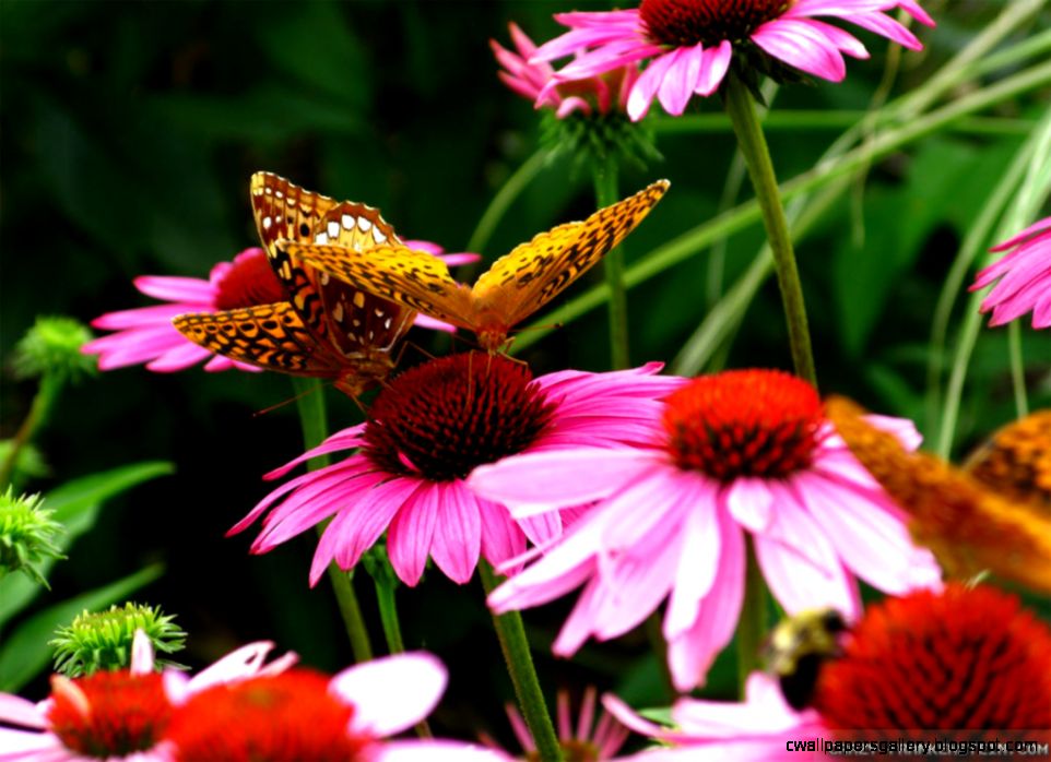 Orange Flowers and Butterflies Orange Flowers and Butterflies