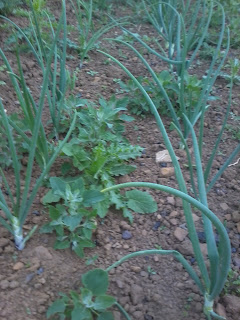 onions and weeds
