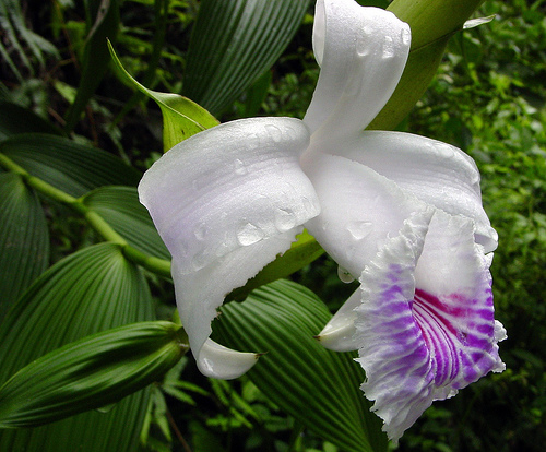Rainforest wild orchid forest plants orchids ecuador flowers basin rain tropical teardrops flickr layer canopy flora south fauna puyo rica Rain Forest - Flora and Fauna