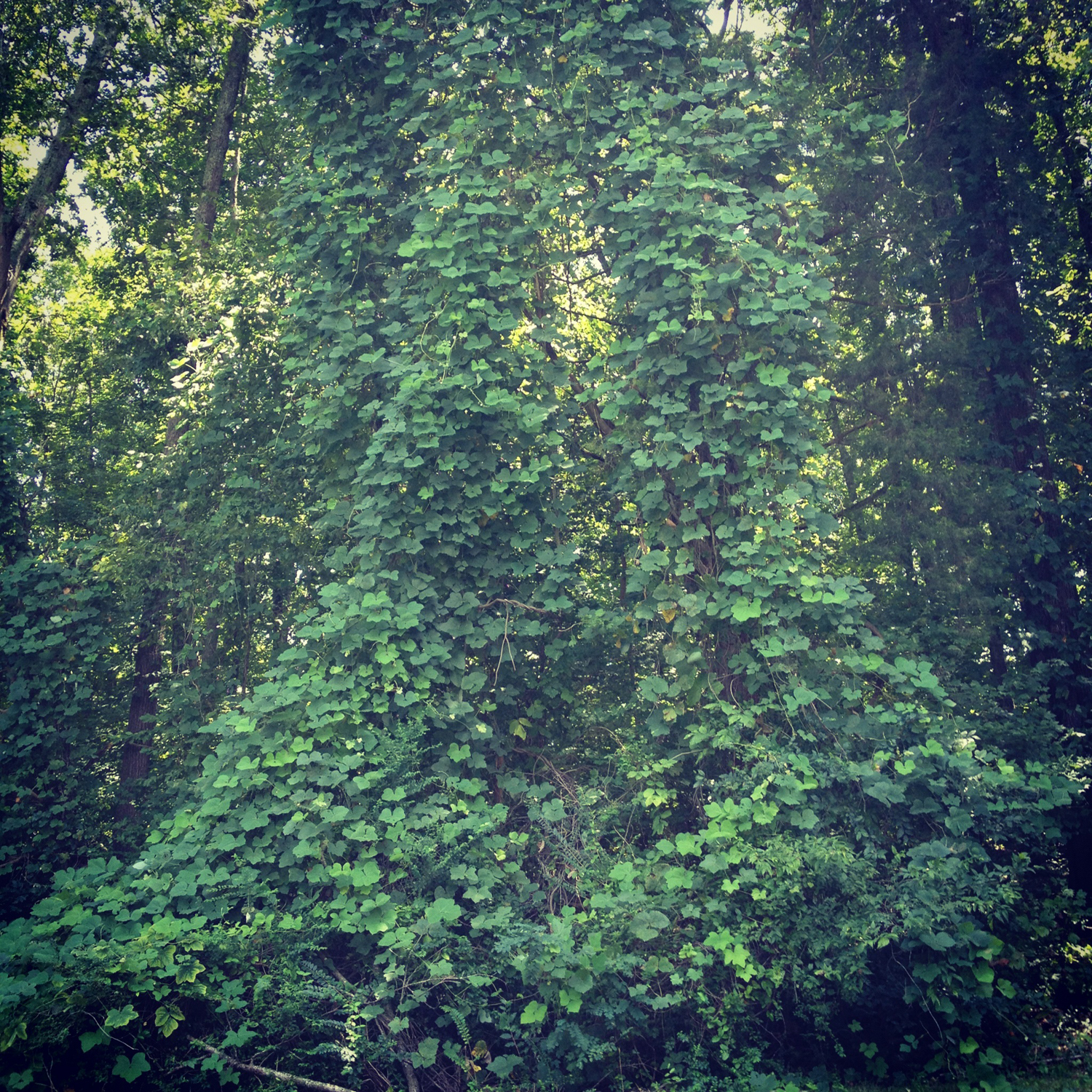 Halcyon Days Kudzu The Amazing Vine That Ate the South
